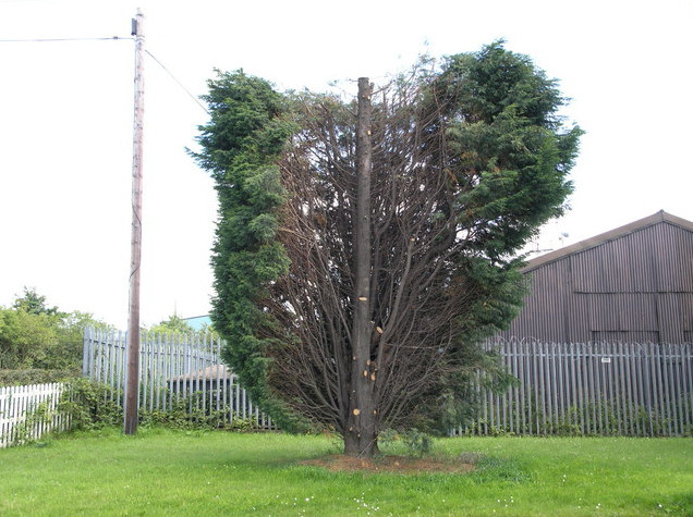 bad pruning of a tree Greater London