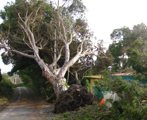 emergency tree removal Greater London tree uprooted after storm