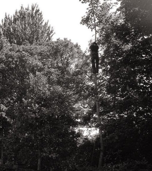 tree crown reduction Greater London